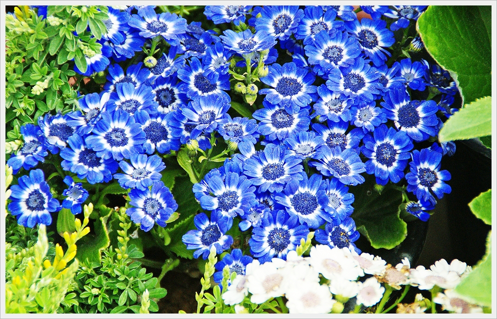 봄꽃사진 Spring fllower