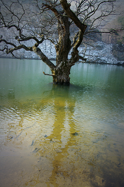 주산지 풍경