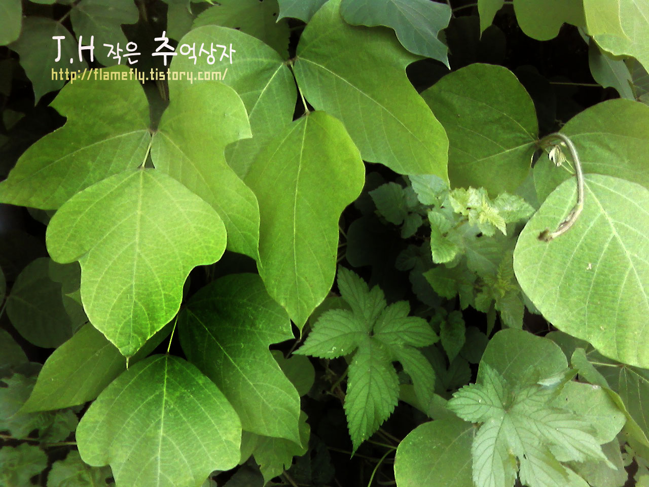 사용자 삽입 이미지
