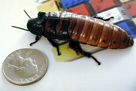 Madagascar Hissing Roach