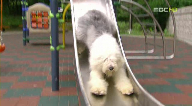 English Sheep dog