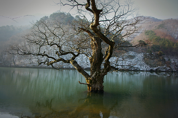 주산지 풍경