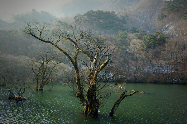 주산지 풍경