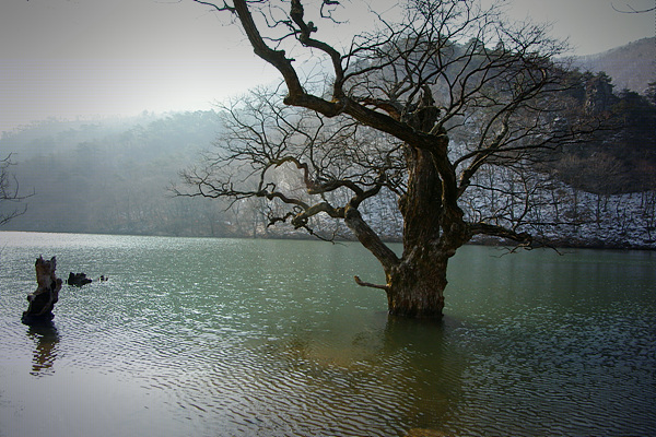 주산지 풍경