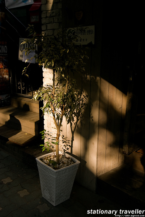 삼청동 카페 앞의 나무