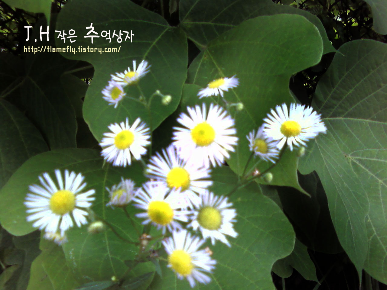 사용자 삽입 이미지