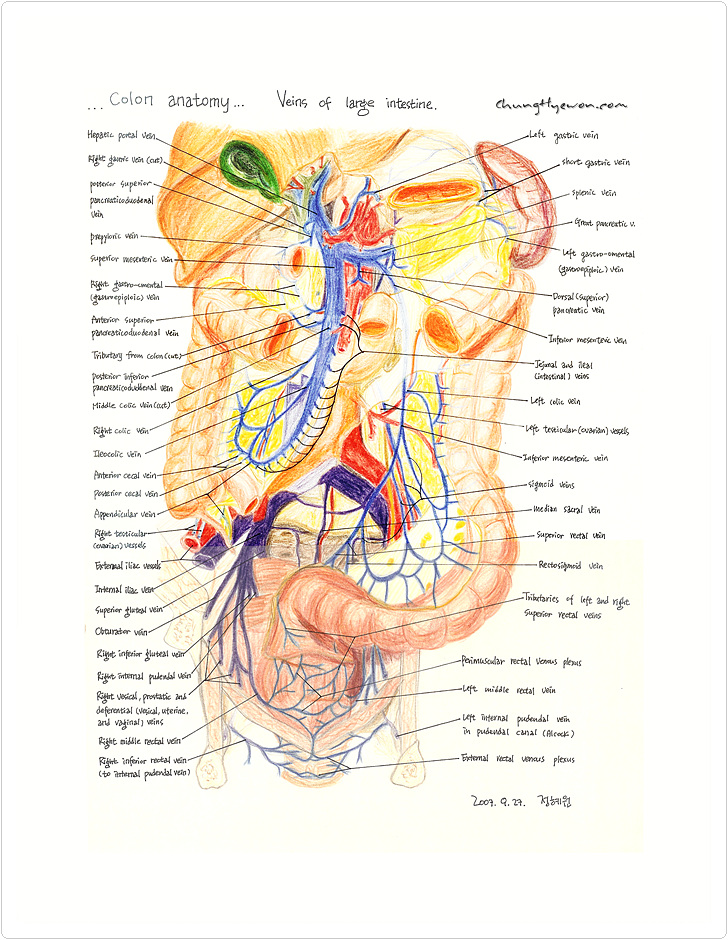 큰창자의 정맥들