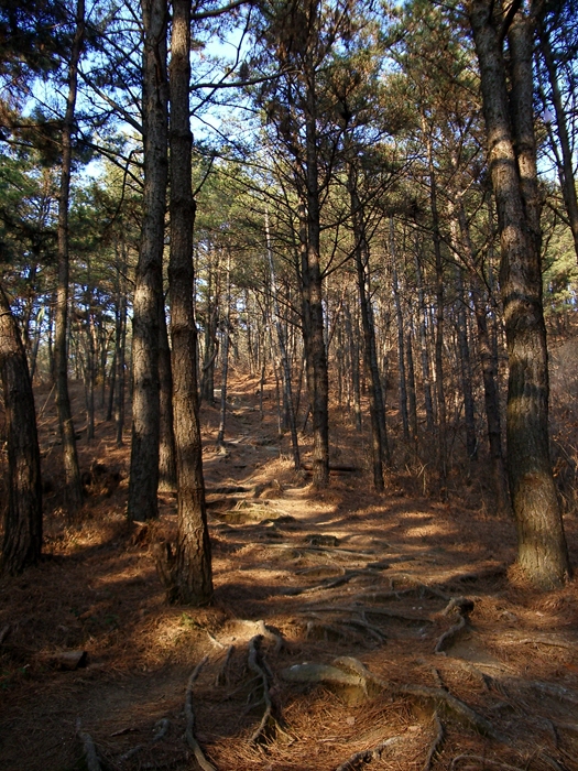 사용자 삽입 이미지