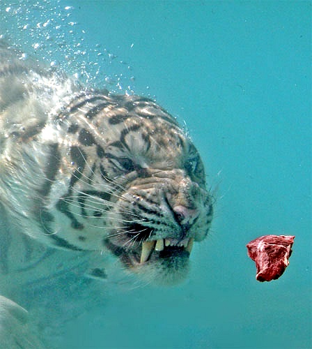 hungry tiger