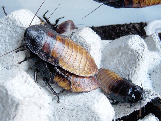 Madagascar Hissing Roach