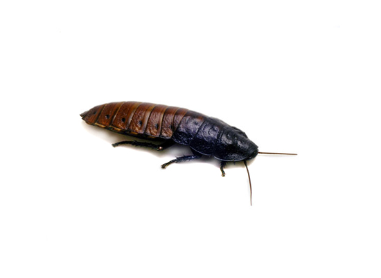 Madagascar Hissing Roach