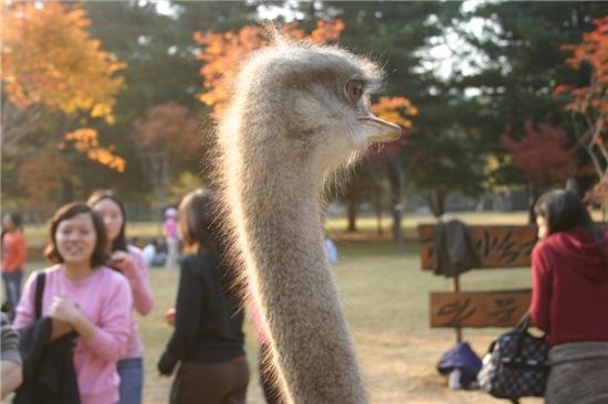 타조 머리