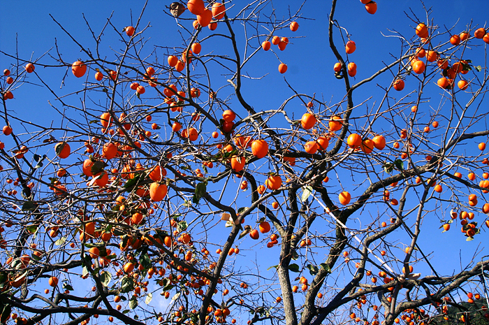 감나무풍경