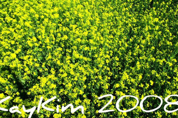 ⓒ kaykim 2008.