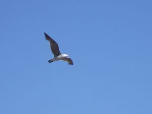 seagull flying