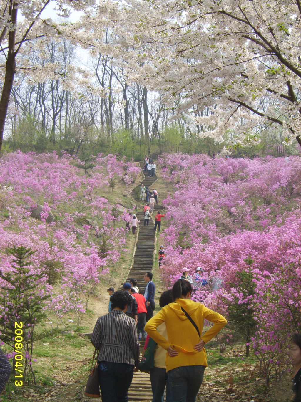 부천 진달래 축제