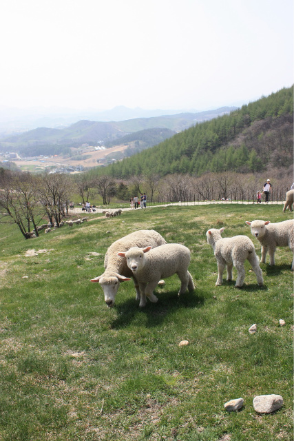 사용자 삽입 이미지