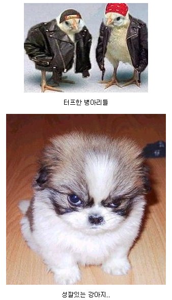 사용자 삽입 이미지