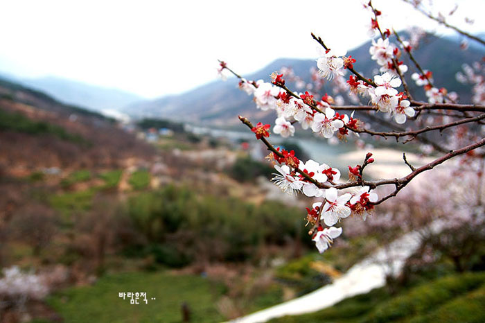 사용자 삽입 이미지