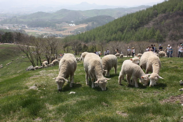 사용자 삽입 이미지