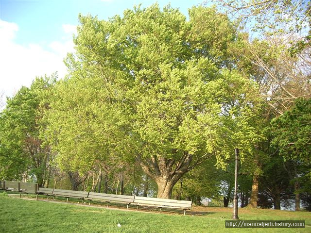 아울스 헤드 파크(Owl's Head Park)의 아름드리나무