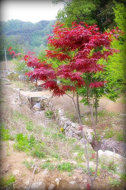 사용자 삽입 이미지