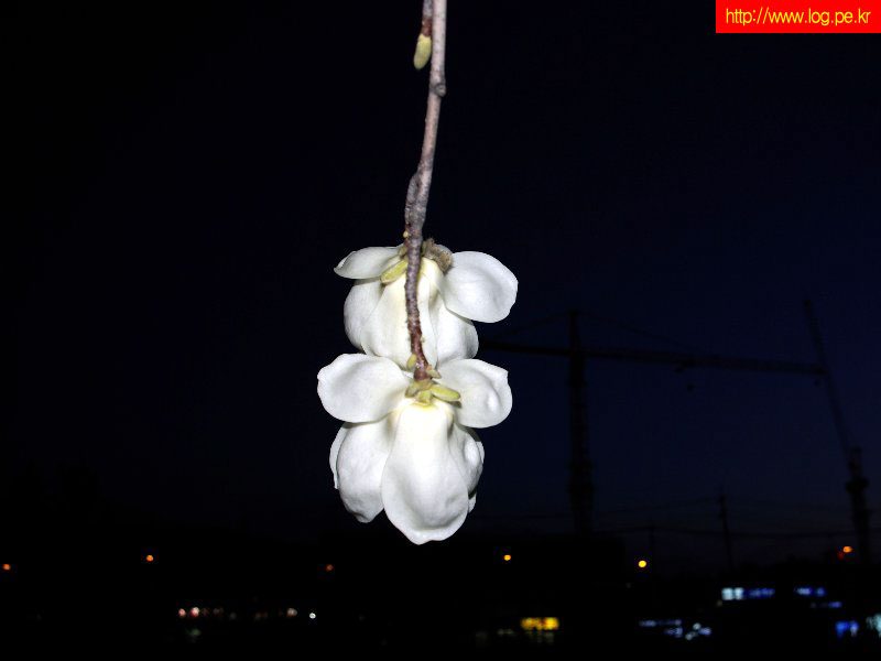 목련4