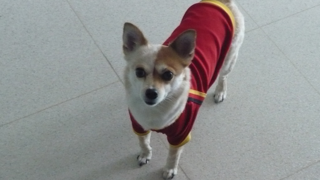 사용자 삽입 이미지