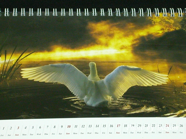 2008 Nikon Calendar