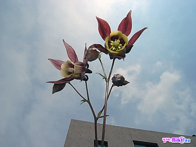 사용자 삽입 이미지