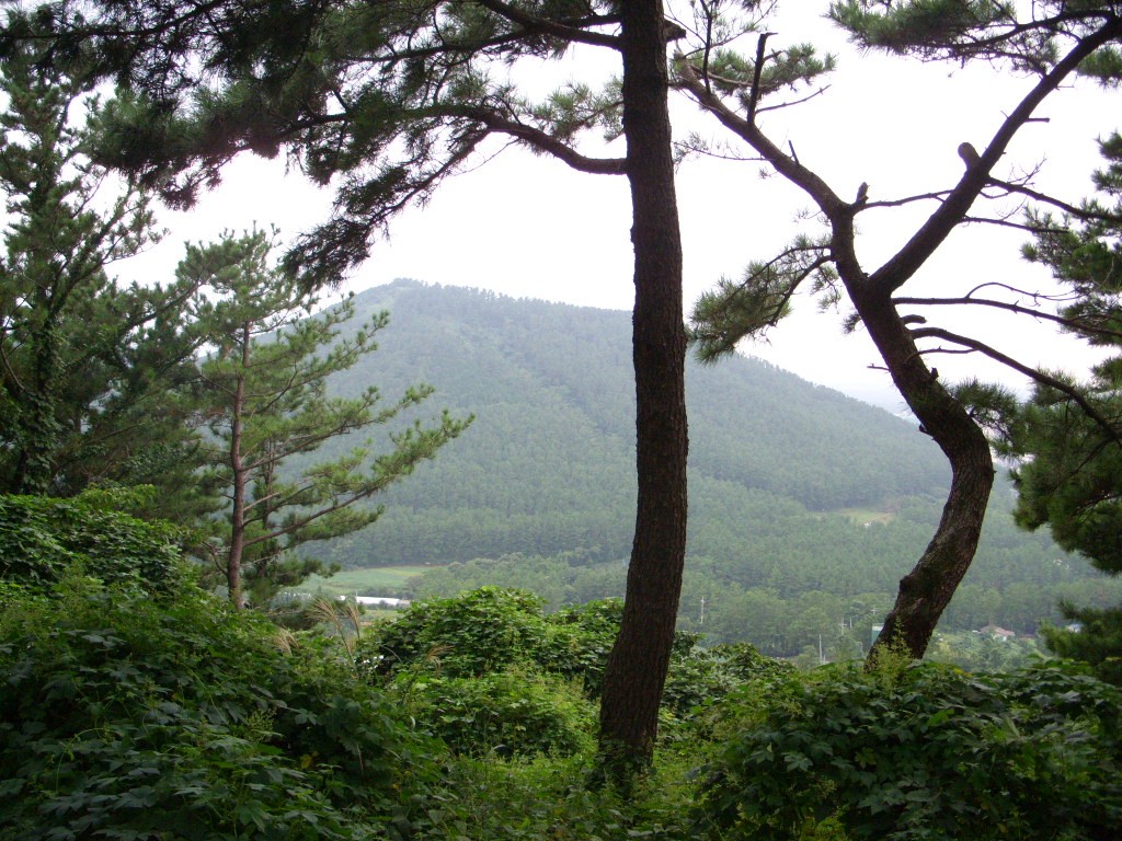 사용자 삽입 이미지