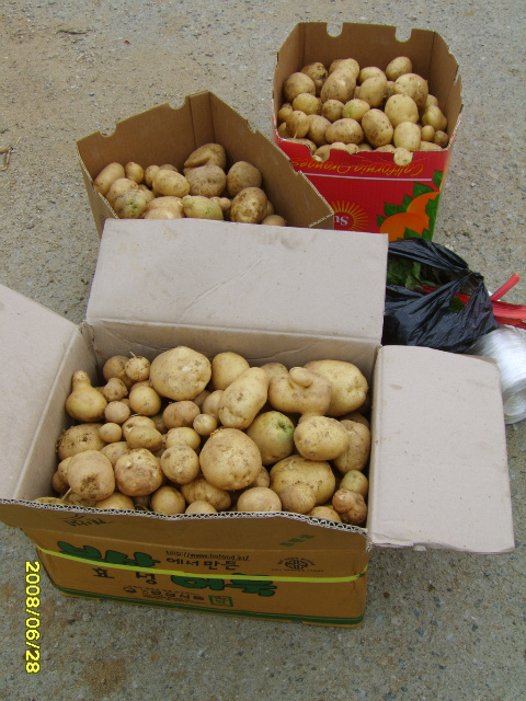 주말농장에서 수확한 감자