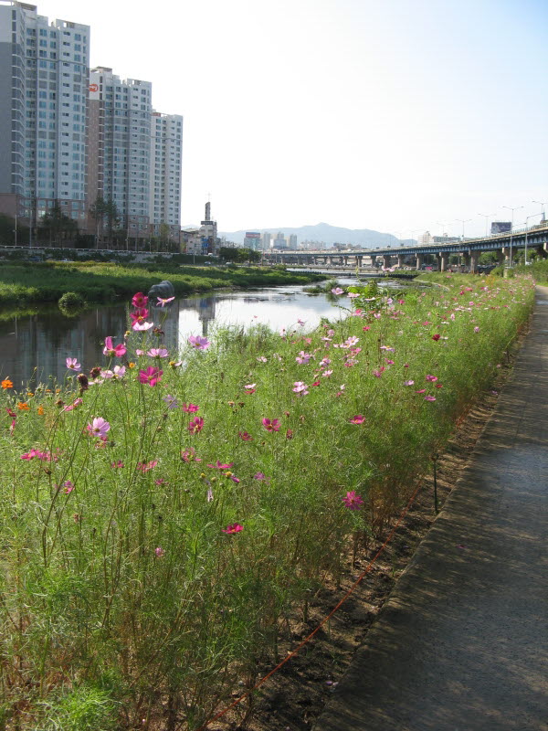 대구 신천