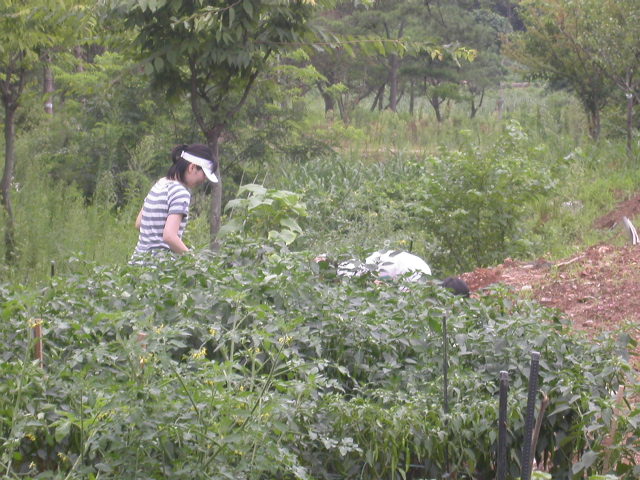 사용자 삽입 이미지