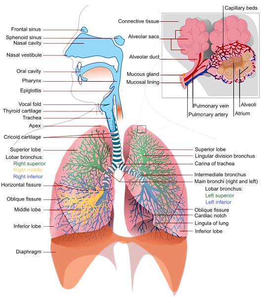 528px-Respiratory_system_complete_en.svg.png