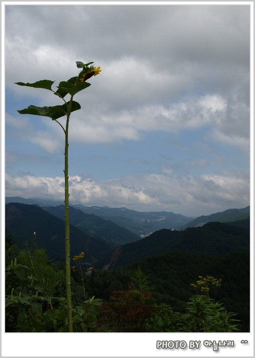 사용자 삽입 이미지