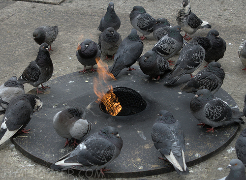 Campfire for Pigeons