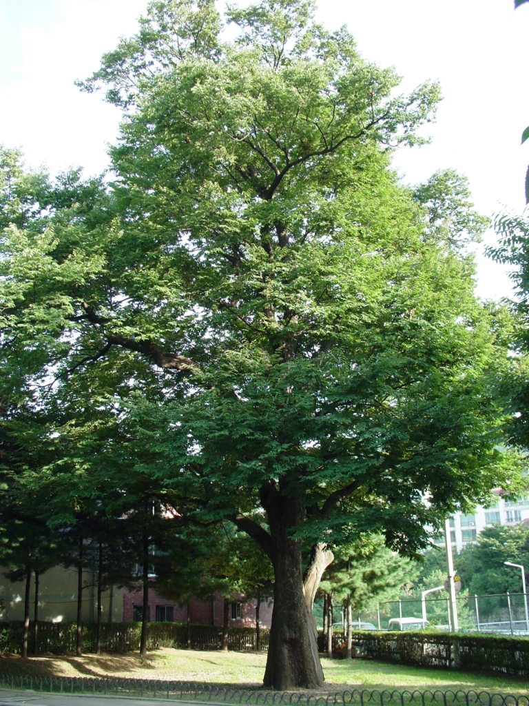 일원동 느티나무 사진