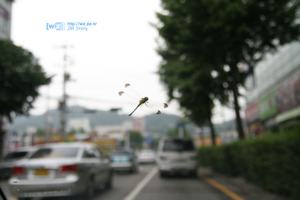 잠자리