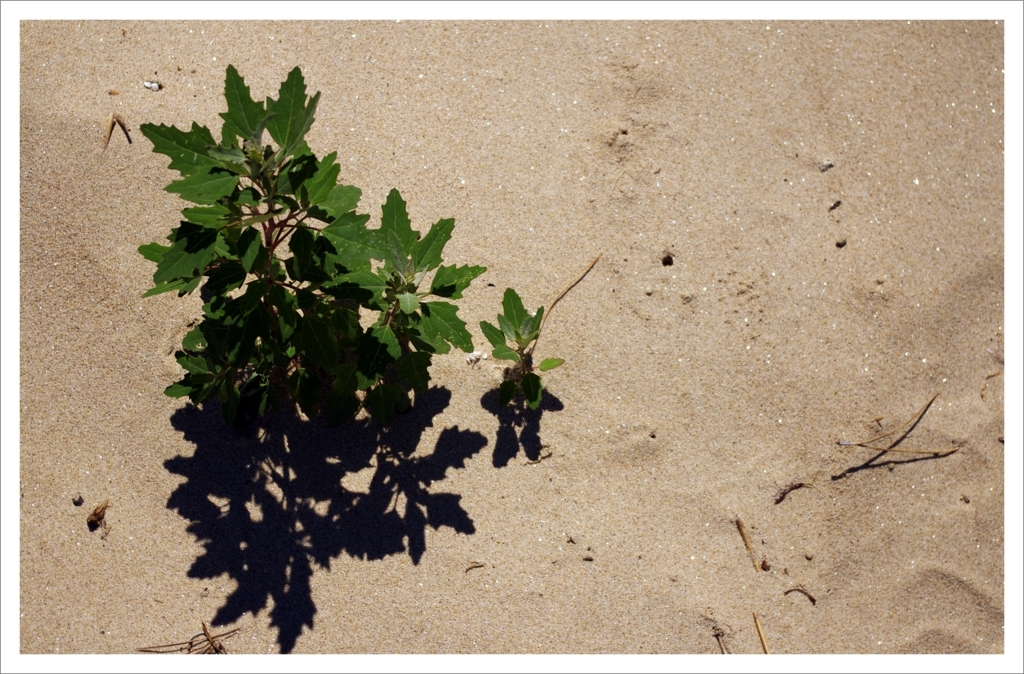 신두리,신두사구,여행사진,photography