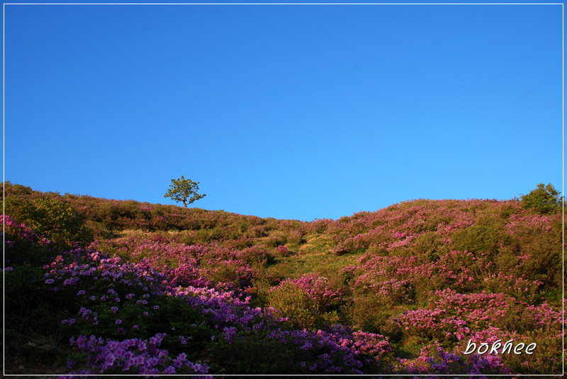 황매산