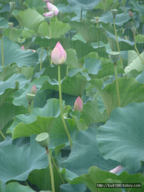 연꽃