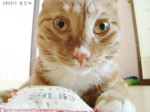 사용자 삽입 이미지