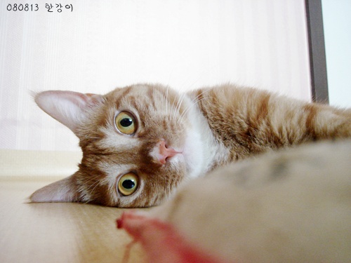 사용자 삽입 이미지
