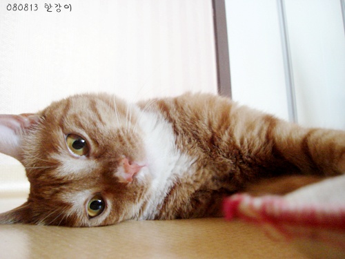 사용자 삽입 이미지