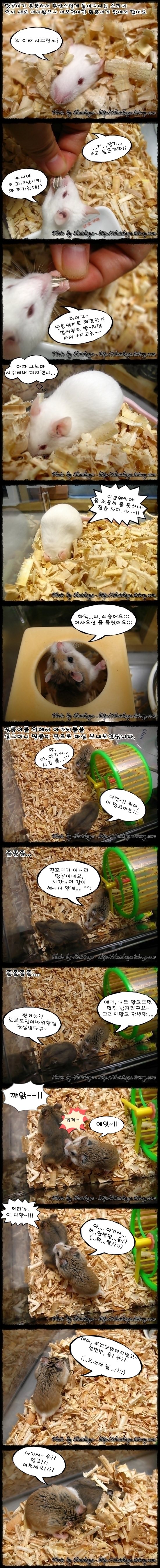 사용자 삽입 이미지
