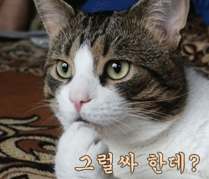 사용자 삽입 이미지