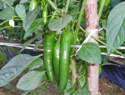 오이고추 (pepper)