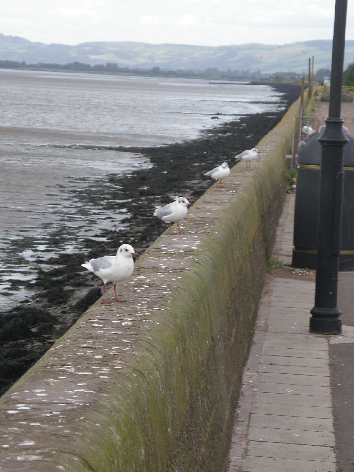 Seagulls in Cold Wind