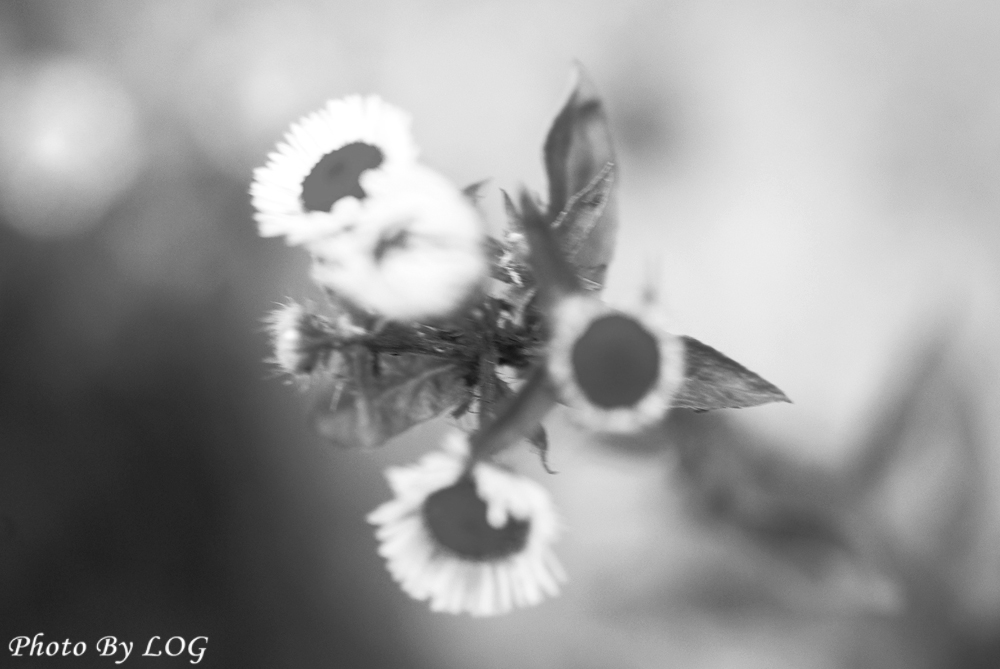 흑백 꽃사진